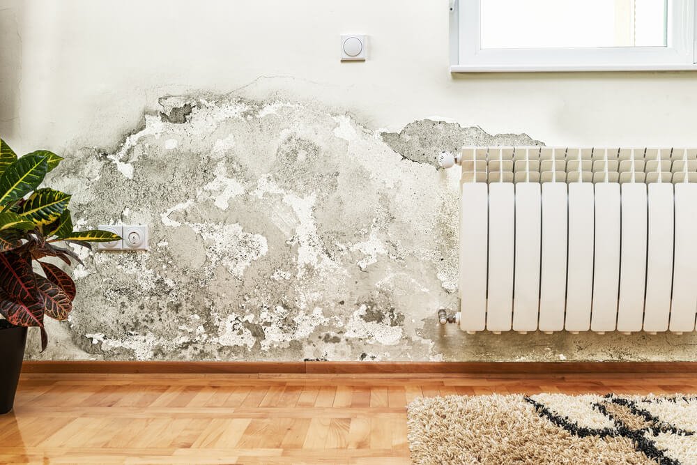 How Long Does It Take For Mold To Grow In Your House?